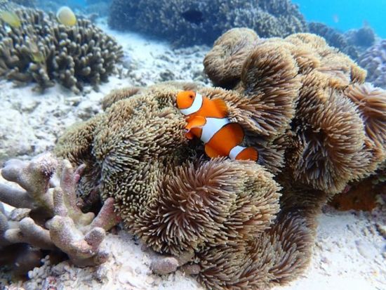 瀬底島スキンダイビング バナナボートでポイントまで移動！GoPro無料レンタルでSNS映え◎非日常体験を味わおう＜約1時間30分／3～10月／午前・午後＞