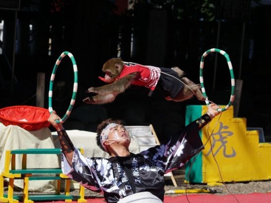 おさるランド＆アニタウン 日光さる軍団劇場 前売りチケット ～お猿さんたちの迫力満点のパフォーマンスを観覧～＜現地購入より最大300円引き／栃木＞