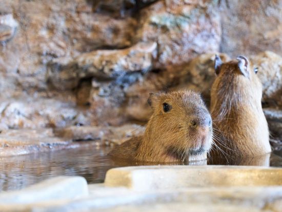 おさるランド＆アニタウン 日光さる軍団劇場 前売りチケット ～お猿さんたちの迫力満点のパフォーマンスを観覧～＜現地購入より最大300円引き／栃木＞