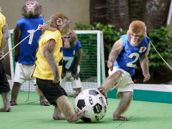 おさるランド＆アニタウン 日光さる軍団劇場 前売りチケット ～お猿さんたちの迫力満点のパフォーマンスを観覧～＜現地購入より最大300円引き／栃木＞