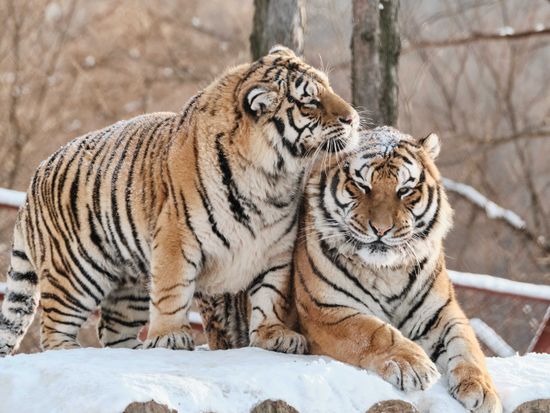 東北虎サファリパーク
