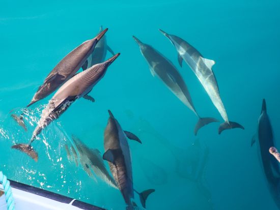 野生のイルカウォッチング＆ウミガメシュノーケリングクルーズ　ジャンボスライダーやSUPも楽しめる！＜ランチ付き／ワイキキ＆コオリナ送迎／日本語または英語ガイド＞
