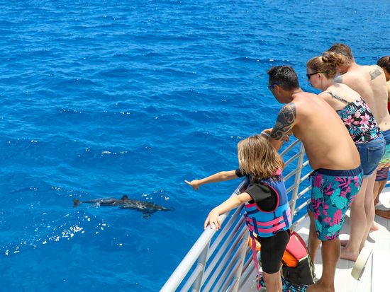 dolphin-watching-from-the-boat-8