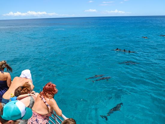 dolphin-watching-from-the-boat-5