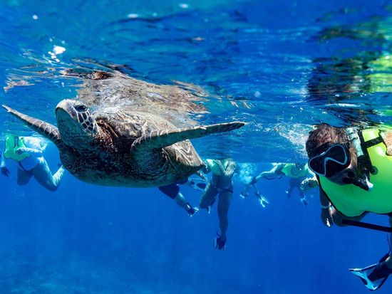 snorkel-turtle