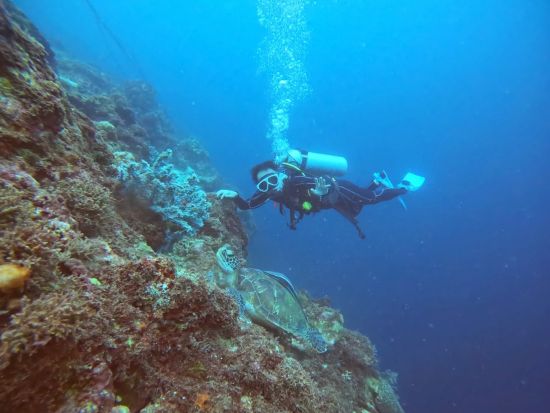 体験ダイビング　透き通る海とカラフルな魚たち 初心者も安心サポート付き！＜ビーチ／1～2ダイブ／マクタン島内送迎付き／日本人インストラクター＞byナルダイブ