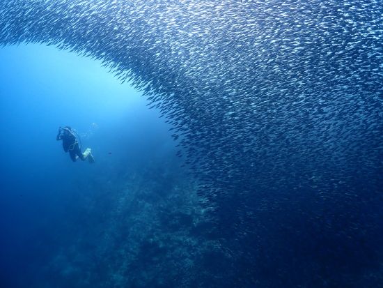 体験ダイビング　透き通る海とカラフルな魚たち 初心者も安心サポート付き！＜ビーチ／1～2ダイブ／マクタン島内送迎付き／日本人インストラクター＞byナルダイブ