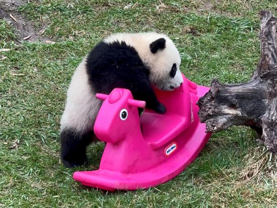 臥龍堰パンダ繁殖センターでふれあい体験付き1日観光ツアー＜日本語ガイド／昼食付／成都発＞