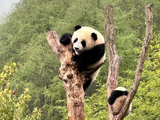 臥龍堰パンダ繁殖センターでふれあい体験付き1日観光ツアー＜日本語ガイド／昼食付／成都発＞