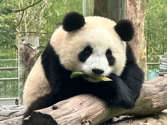 臥龍堰パンダ繁殖センターでふれあい体験付き1日観光ツアー＜日本語ガイド／昼食付／成都発＞