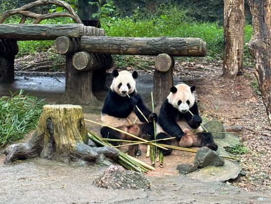 臥龍堰パンダ繁殖センターでふれあい体験付き1日観光ツアー＜日本語ガイド／昼食付／成都発＞