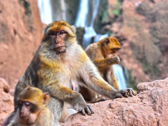 アウザウド滝日帰りツアー　高さ約110m！モロッコ最大の滝を間近で体感！＜貸切／英語ガイド／マラケシュ発＞