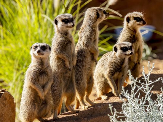 African Savannah - Guests at Meerkat Exhibit