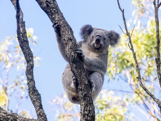 Nura Diya - Koala