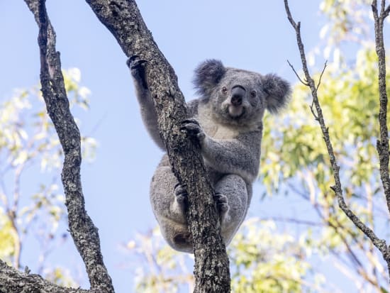 【入場チケット】タロンガ動物園(Taronga Zoo)☆シドニー港の息を飲むような素晴らしい絶景を望む大人気動物園！