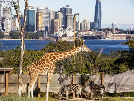 【入場チケット】タロンガ動物園(Taronga Zoo)☆シドニー港の息を飲むような素晴らしい絶景を望む大人気動物園！