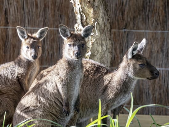 【入場チケット】タロンガ動物園(Taronga Zoo)☆シドニー港の息を飲むような素晴らしい絶景を望む大人気動物園！