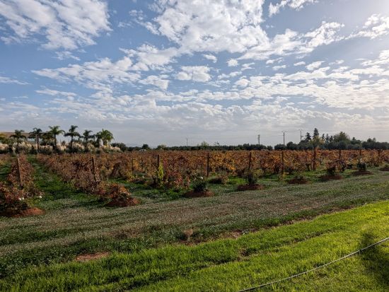 メクネス観光＋名門ワイナリー訪問　「シャトー・ロスラーン」にてペアリングランチを堪能＜貸切／日本語or英語ガイドorガイドなし／フェズ発＞