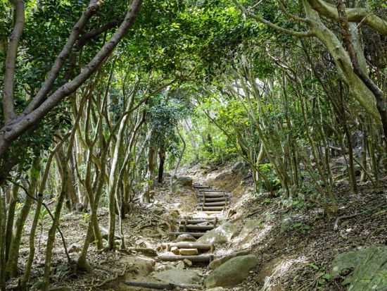 福岡発糸島日帰りバスツアー 太白糸の滝＋雷山千如寺大悲王院＋ヤシの木ブランコ＋トトロの森＋桜井二見浦夫婦岩＋福岡タワー 糸島の秘境を巡る旅＜1日／博多発着＞