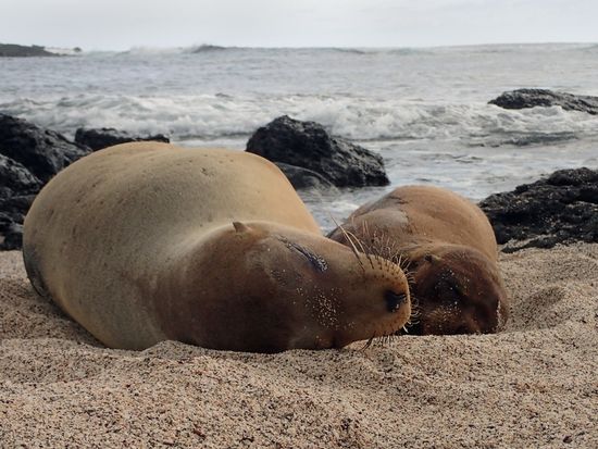 Galapagos_LaLoberia_shutterstock_639132409