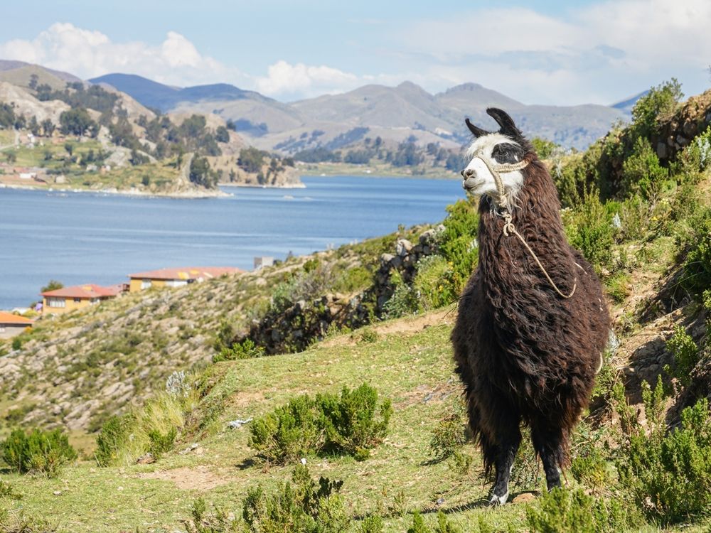 南米 ペルー メキシコ グァテマラ ボリビア はにわ 南米 ペルー