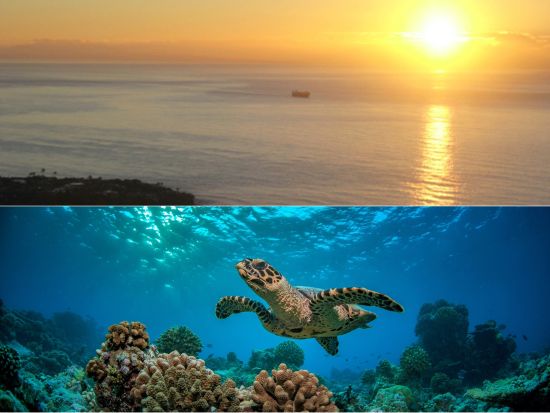 ダイヤモンドヘッド日の出ハイキングツアー＋ウミガメシュノーケリングクルーズ＜午前／ケワロ湾＞