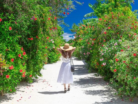 地元ガイド付き観光フォトツアー 島に詳しい地元ガイドが豊かな自然と神秘に包まれた"西表島"の観光名所をご案内するプラン＜半日or1日／送迎可／西表島＞