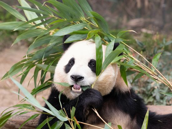 エバーランド入場チケット＆往復シャトルバス事前予約　チケットの事前購入＆往復シャトルバスの事前予約で韓国最大級テーマパークを満喫！ ＜英語ガイド＞