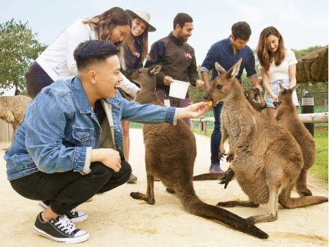 世界遺産ブルーマウンテンズ1日ツアー　シドニー動物園でコアラ写真撮影付！3つの展望台＋シーニックワールド＋フェリークルーズなど＜英語ガイド／シドニー発＞