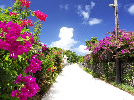 竹富島_ブーゲンビレア