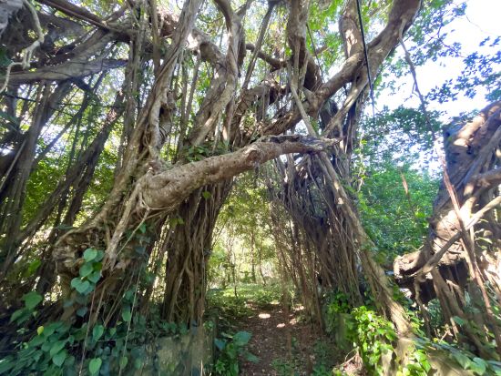 奄美大島・北部満喫ツアー お好きなスポットを4箇所選択可能！奄美大島の観光名所を巡るプラン＜1名～／約3時間／笠利町＞by OCEANZ