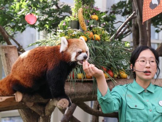 エバーランド入場チケット＆往復シャトルバス事前予約　チケットの事前購入＆往復シャトルバスの事前予約で韓国最大級テーマパークを満喫！ ＜英語ガイド＞