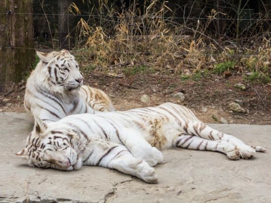 エバーランド入場チケット＆往復シャトルバス事前予約　チケットの事前購入＆往復シャトルバスの事前予約で韓国最大級テーマパークを満喫！ ＜英語ガイド＞