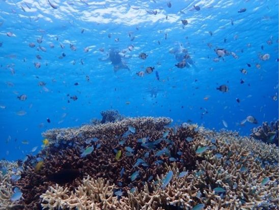 ボートシュノーケル 透明度抜群の沖縄の海で感動体験 ボートで2ポイント巡りながら海遊びを堪能＜午前or午後／写真付き／1日2回開催／阿嘉島発＞