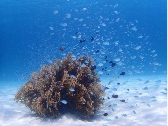 ボートシュノーケル 透明度抜群の沖縄の海で感動体験 ボートで2ポイント巡りながら海遊びを堪能＜午前or午後／写真付き／1日2回開催／阿嘉島発＞