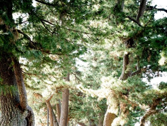 ずっと残したい!日本が誇るこの景色  ～世界遺産・三保松原を守る一員になりませんか～　＜午前半日 / 三保の松原観光・保全活動 / お土産付き> 