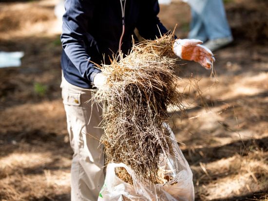 ずっと残したい!日本が誇るこの景色  ～世界遺産・三保松原を守る一員になりませんか～　＜午前半日 / 三保の松原観光・保全活動 / お土産付き> 