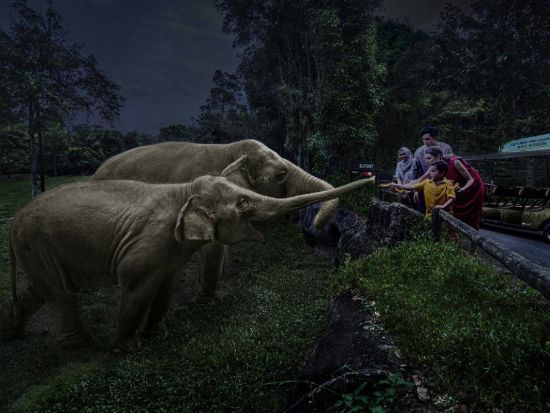 サファリ・アドベンチャーツアー　専用バギーでナイトサファリを動物園のスタッフがご案内 ＜日本語ガイド＞