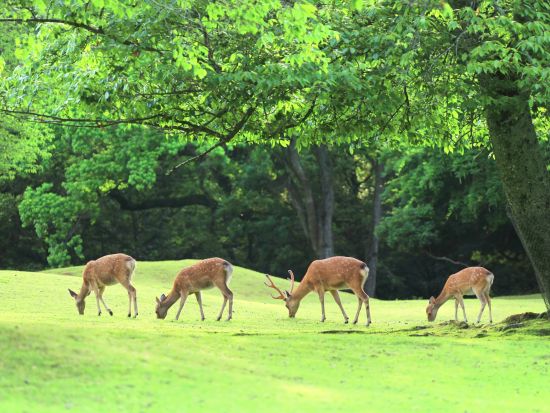奈良公園＋宇治＋源氏の湯日帰りツアー 抹茶スイーツや温泉も堪能！＜大阪発着／日本語・中国語or英語＞