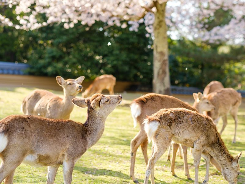 Japan_Nara_Deer_pixta_73818509