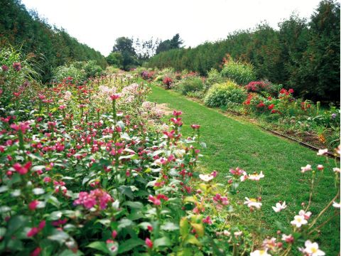紫竹ガーデン満喫プラン 色とりどりの花々に囲まれた癒しの空間で、特別なひとときを過ごすコース＜昼食付／帯広＞
