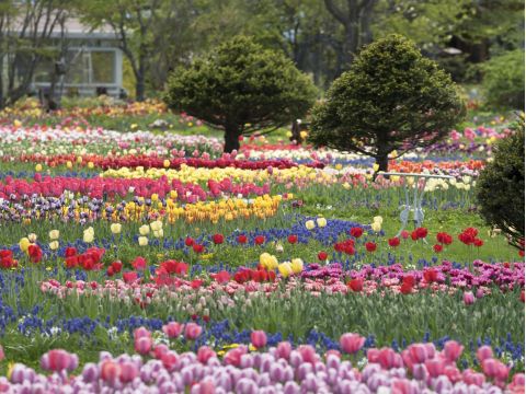 紫竹ガーデン満喫プラン 色とりどりの花々に囲まれた癒しの空間で、特別なひとときを過ごすコース＜昼食付／帯広＞