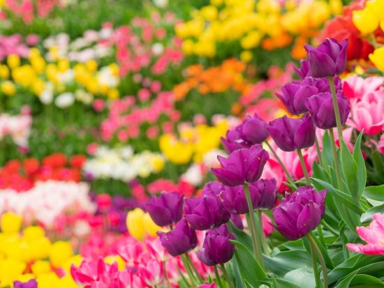 GW限定！春の富山絶景バスツアー 雪の大谷ウォーク＆チューリップ300万本の祭典＜2026年4月29日(水)～5月5日(火)／お弁当付き／富山駅発着＞