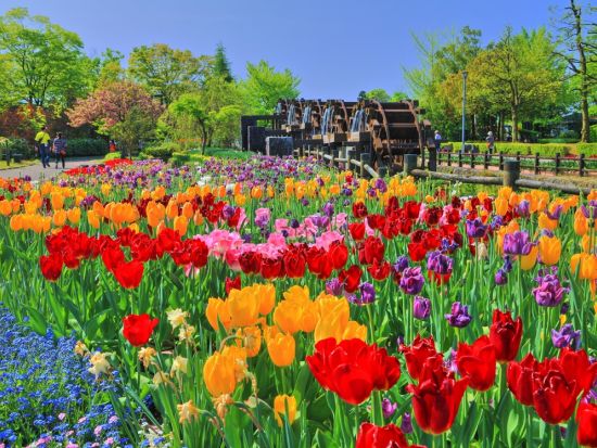 GW限定！春の富山絶景バスツアー 雪の大谷ウォーク＆チューリップ300万本の祭典＜2026年4月29日(水)～5月5日(火)／お弁当付き／富山駅発着＞