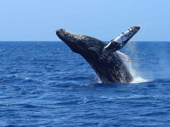 ホエールウォッチ　コオリナ発のスピードボート貸切クルーズ＜1名～6名／西オアフ発／12/15～3/31＞