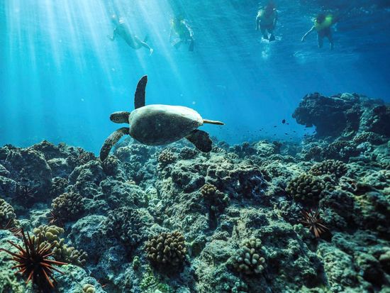 snorkeling-with-turtle-3