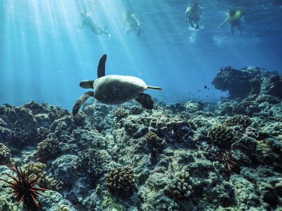 ウミガメシュノーケリング　アリアⅡ号　フラやタトゥーシールなどのハワイ文化体験も！ソフトドリンク付き　ワイキキ送迎可＜3時間／日本語または英語／ケワロ湾発＞