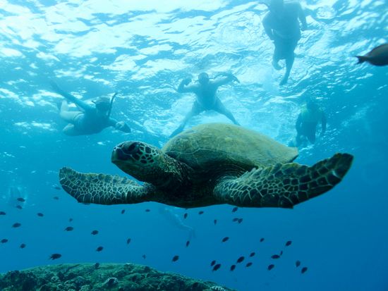 snorkeling-with-turtle-5