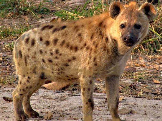 【貸切】チェンマイナイトサファリ半日観光ツアー＜選べる出発時間／日本語ガイド＞