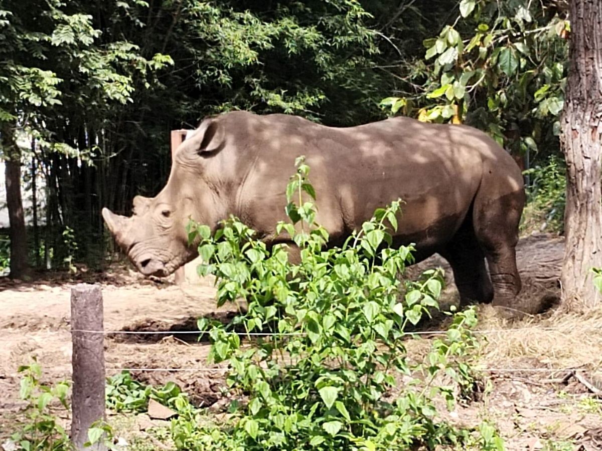 動物園／アニマルショー | チェンマイ 旅行の観光・オプショナルツアー